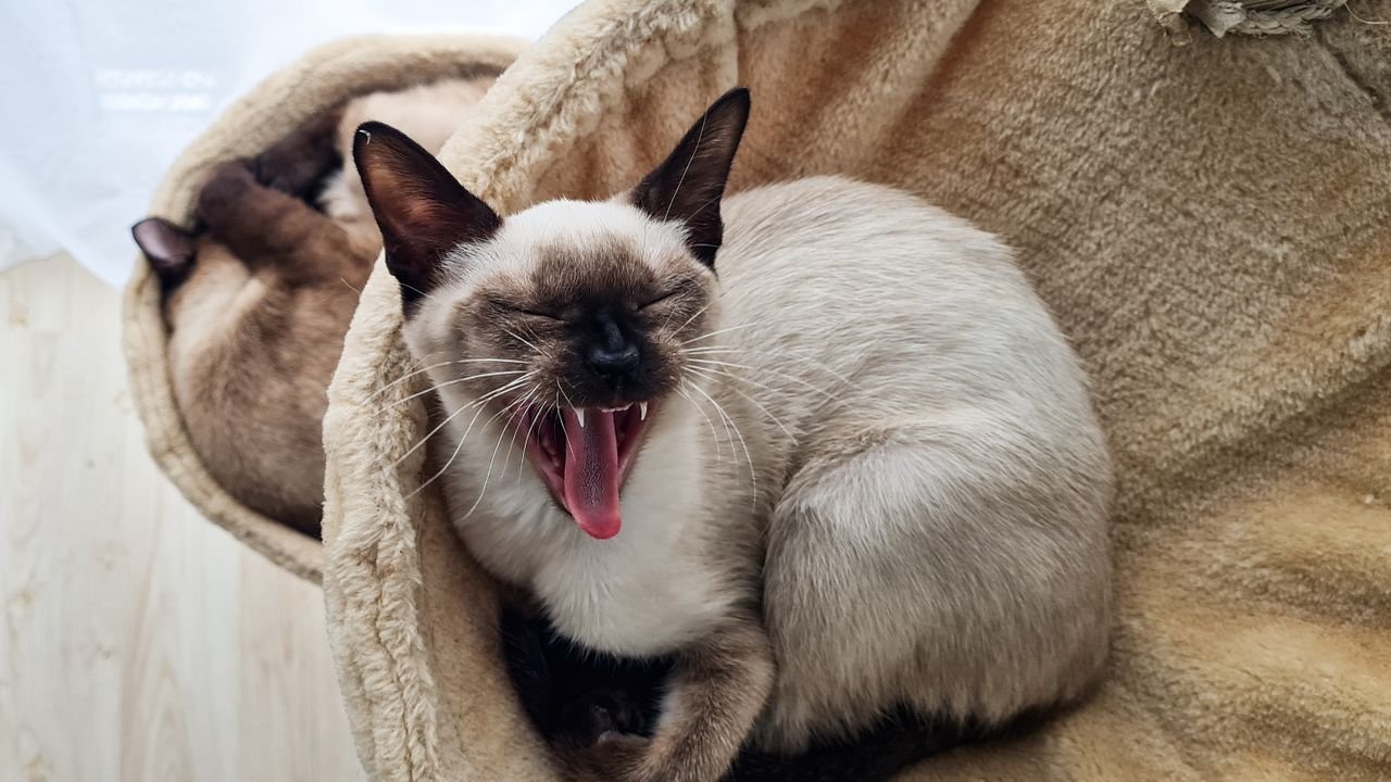 heros-img Siamese cat yawning on a cozy blanket indoors, showcasing relaxation and comfort.
