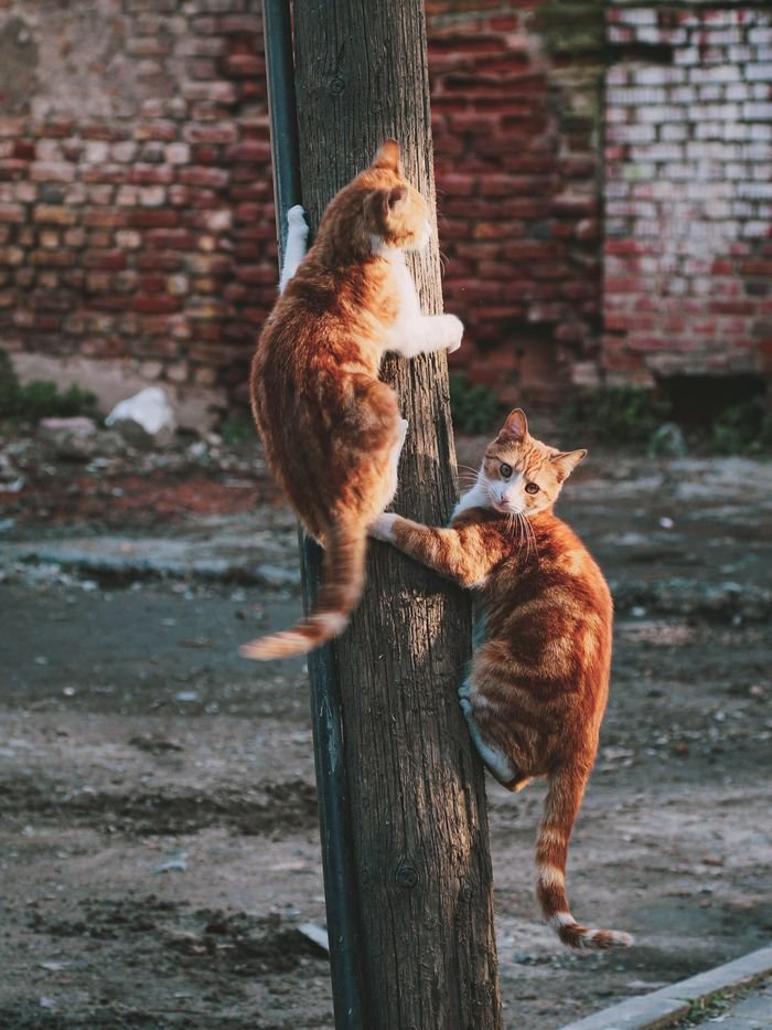 about-us-01 Two ginger cats climbing a wooden pole on a quiet urban street.