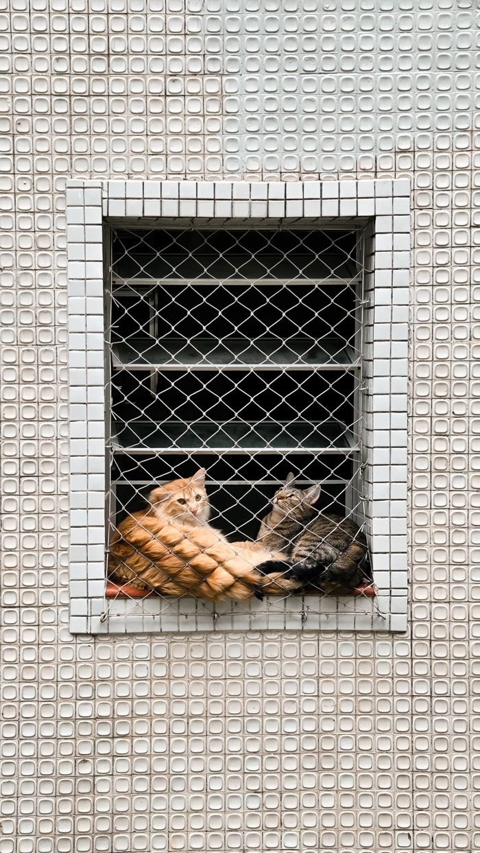 about-us-02 Two cats resting behind a mesh-covered window in São Paulo, Brazil, showcasing urban feline life.