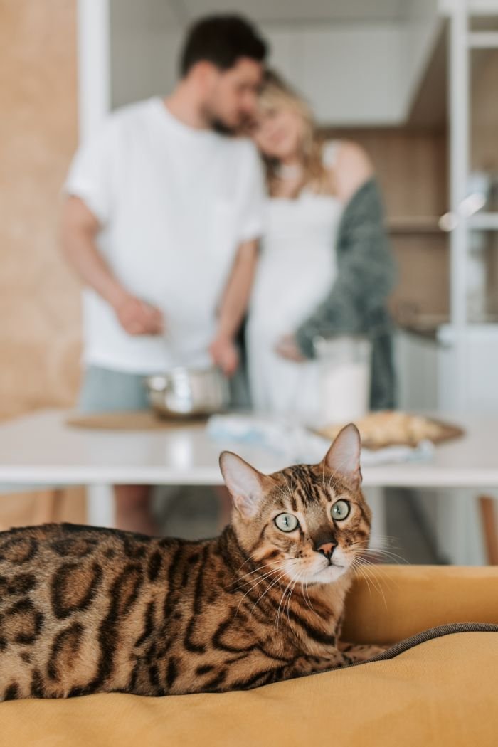 about-us-02 A Bengal cat relaxing while a pregnant couple interacts in the background.