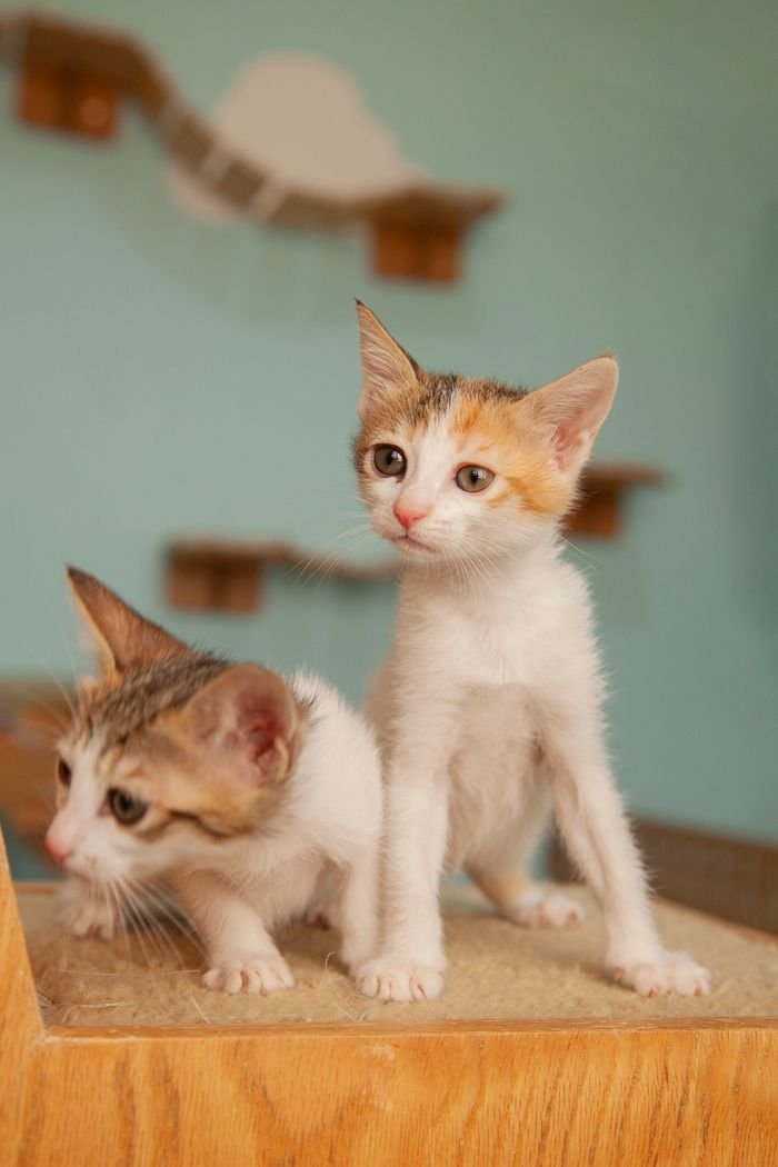 about-us-01 Two cute kittens exploring a cozy indoor cat playground with a wooden theme.